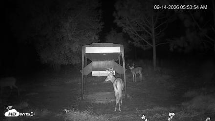 Leesburg Georgia Live Deer Feeder Webcam - Sep 14, 2026, 5:54am EDT