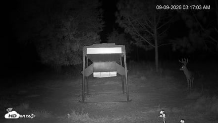 Leesburg Georgia Live Deer Feeder Webcam - Sep 9, 2026, 3:17am EDT