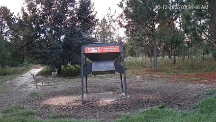 Leesburg Georgia Live Deer Feeder Webcam - Oct 12, 2025, 7:35am EDT