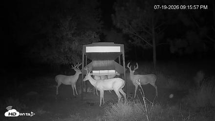 Leesburg Georgia Live Deer Feeder Webcam - Jul 19, 2026, 9:16pm EDT