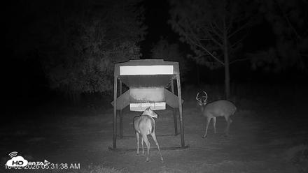 Leesburg Georgia Live Deer Feeder Webcam - Oct 2, 2026, 5:31am EDT