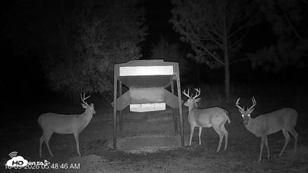 Leesburg Georgia Live Deer Feeder Webcam - Oct 9, 2026, 5:48am EDT