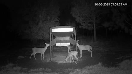Leesburg Georgia Live Deer Feeder Webcam - Oct 6, 2025, 3:08am EDT