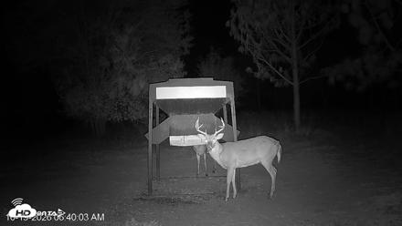 Leesburg Georgia Live Deer Feeder Webcam - Oct 19, 2026, 6:40am EDT