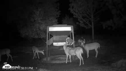 Leesburg Georgia Live Deer Feeder Webcam - Oct 5, 2026, 11:30pm EDT