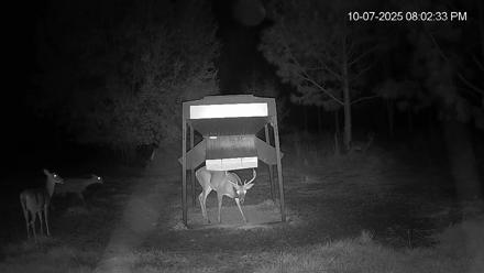 Leesburg Georgia Live Deer Feeder Webcam - Oct 7, 2025, 8:03pm EDT