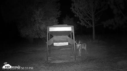Leesburg Georgia Live Deer Feeder Webcam - Oct 12, 2026, 8:56pm EDT