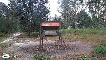 Leesburg Georgia Live Deer Feeder Webcam - Sep 20, 2026, 7:27am EDT