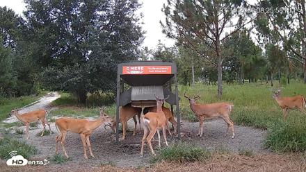 Leesburg Georgia Live Deer Feeder Webcam - Jul 19, 2026, 8:26pm EDT