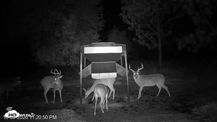 Leesburg Georgia Live Deer Feeder Webcam - Oct 9, 2026, 11:20pm EDT