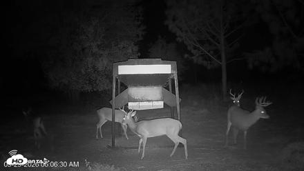Leesburg Georgia Live Deer Feeder Webcam - Sep 29, 2026, 6:06am EDT