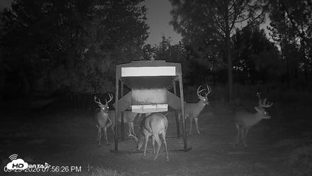 Leesburg Georgia Live Deer Feeder Webcam - Sep 29, 2026, 7:56pm EDT