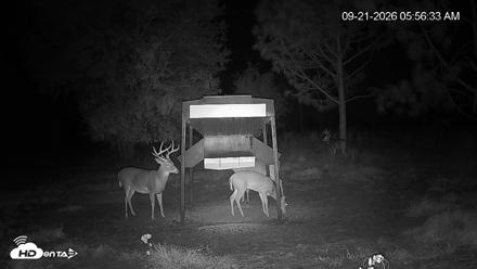 Leesburg Georgia Live Deer Feeder Webcam - Sep 21, 2026, 5:57am EDT