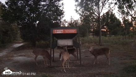 Leesburg Georgia Live Deer Feeder Webcam - Sep 29, 2026, 7:51pm EDT