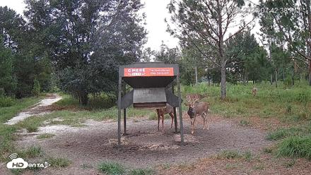 Leesburg Georgia Live Deer Feeder Webcam - Aug 28, 2026, 7:42pm EDT