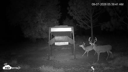 Leesburg Georgia Live Deer Feeder Webcam - Sep 7, 2026, 5:40am EDT