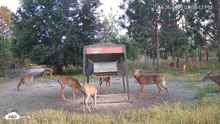 Leesburg Georgia Live Deer Feeder Webcam - Apr 26, 2026, 7:58pm EDT