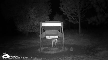 Leesburg Georgia Live Deer Feeder Webcam - Oct 7, 2026, 2:18am EDT