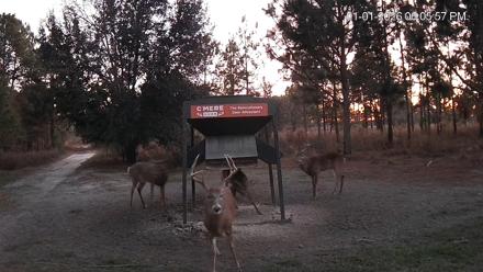 Leesburg Georgia Live Deer Feeder Webcam - Jan 1, 2026, 6:07pm EST