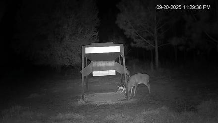Leesburg Georgia Live Deer Feeder Webcam - Sep 20, 2025, 11:29pm EDT