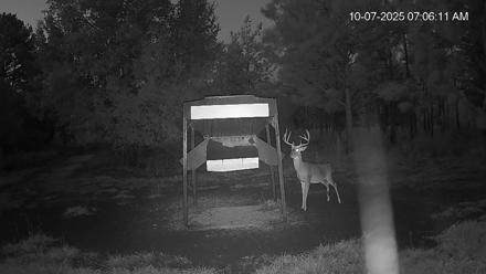Leesburg Georgia Live Deer Feeder Webcam - Oct 7, 2025, 7:06am EDT