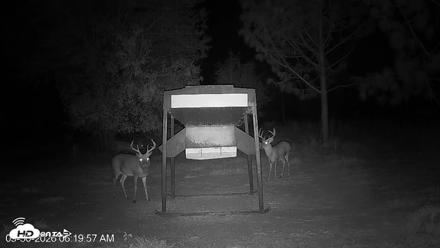 Leesburg Georgia Live Deer Feeder Webcam - Sep 30, 2026, 6:19am EDT