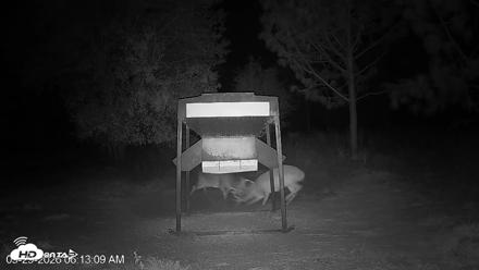 Leesburg Georgia Live Deer Feeder Webcam - Sep 29, 2026, 6:13am EDT