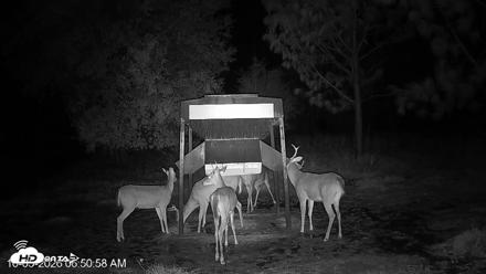 Leesburg Georgia Live Deer Feeder Webcam - Oct 5, 2026, 6:50am EDT