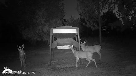 Leesburg Georgia Live Deer Feeder Webcam - Oct 12, 2026, 7:46pm EDT