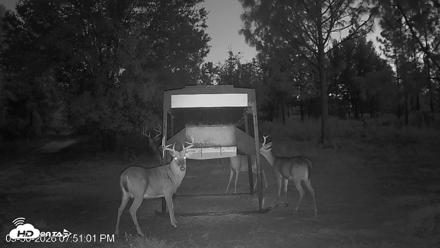 Leesburg Georgia Live Deer Feeder Webcam - Sep 30, 2026, 7:52pm EDT