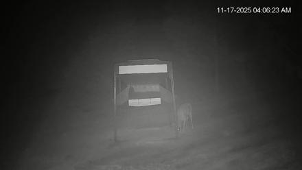 Leesburg Georgia Live Deer Feeder Webcam - Nov 17, 2025, 4:06am EST