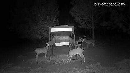 Leesburg Georgia Live Deer Feeder Webcam - Oct 15, 2025, 8:01pm EDT