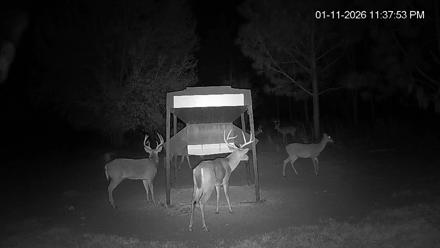 Leesburg Georgia Live Deer Feeder Webcam - Jan 11, 2026, 11:38pm EST