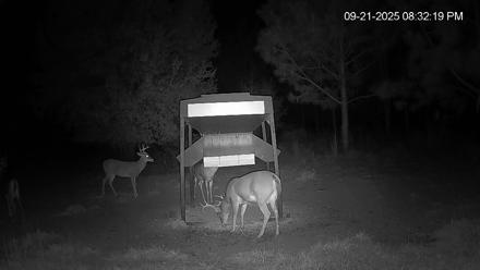 Leesburg Georgia Live Deer Feeder Webcam - Sep 21, 2025, 8:32pm EDT