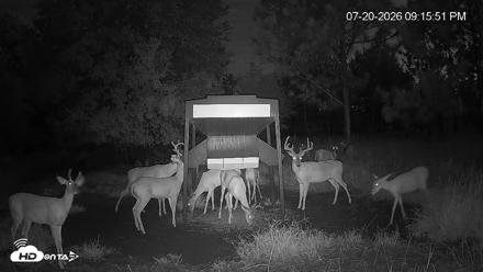 Leesburg Georgia Live Deer Feeder Webcam - Jul 20, 2026, 9:16pm EDT