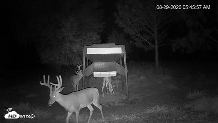 Leesburg Georgia Live Deer Feeder Webcam - Aug 29, 2026, 5:45am EDT