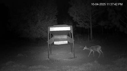 Leesburg Georgia Live Deer Feeder Webcam - Oct 4, 2025, 11:37pm EDT