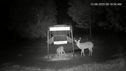 Leesburg Georgia Live Deer Feeder Webcam - Dec 6, 2025, 6:18am EST