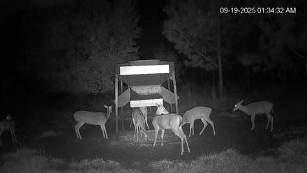 Leesburg Georgia Live Deer Feeder Webcam - Sep 19, 2025, 1:34am EDT