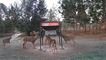 Leesburg Georgia Live Deer Feeder Webcam - Jan 13, 2026, 7:34am EST