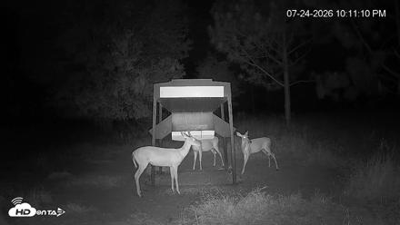 Leesburg Georgia Live Deer Feeder Webcam - Jul 24, 2026, 10:11pm EDT