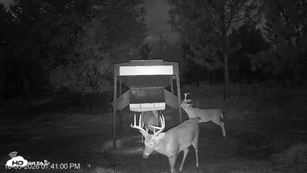 Leesburg Georgia Live Deer Feeder Webcam - Oct 5, 2026, 7:40pm EDT