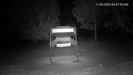 Leesburg Georgia Live Deer Feeder Webcam - Nov 5, 2025, 4:47am EST