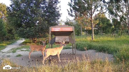 Leesburg Georgia Live Deer Feeder Webcam - Jun 28, 2026, 8:20pm EDT