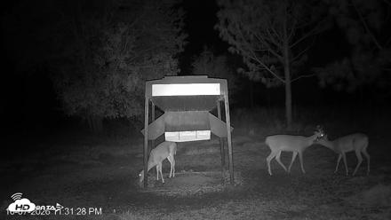 Leesburg Georgia Live Deer Feeder Webcam - Oct 7, 2026, 11:30pm EDT