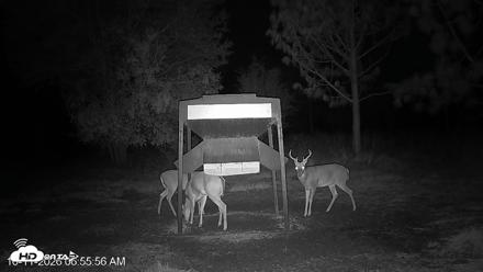 Leesburg Georgia Live Deer Feeder Webcam - Oct 11, 2026, 6:55am EDT