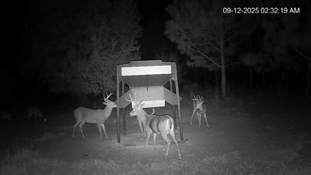 Leesburg Georgia Live Deer Feeder Webcam - Sep 12, 2025, 2:32am EDT