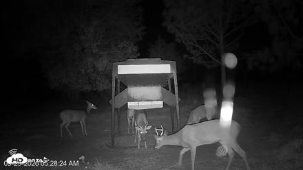 Leesburg Georgia Live Deer Feeder Webcam - Sep 23, 2026, 5:28am EDT