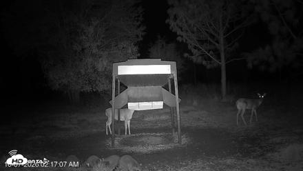 Leesburg Georgia Live Deer Feeder Webcam - Oct 7, 2026, 2:16am EDT