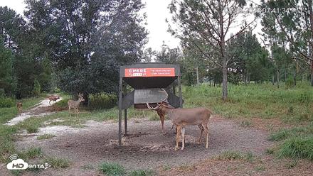 Leesburg Georgia Live Deer Feeder Webcam - Aug 28, 2026, 7:41pm EDT